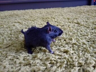 Darujeme 3 pieskomilov