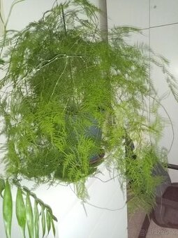 predám izbový kvet ASPARAGUS