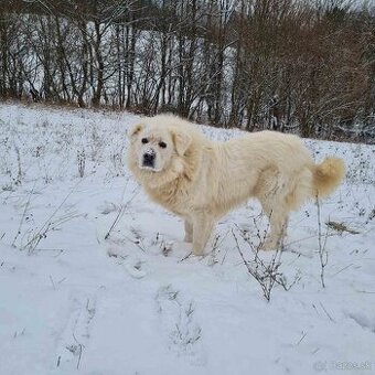 Slovenský čuvač krytie.