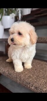 Maltipoo Pudlik