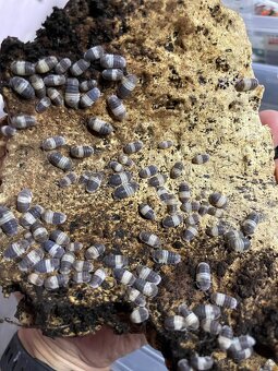 Isopody na predaj bioaktívne poklady pre tvoje terárium 🐛🌿