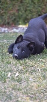 Predám nemecký ovčiak šteniatka s PP