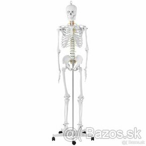 model kostry človeka v životnej veľkosti s výškou 176 cm