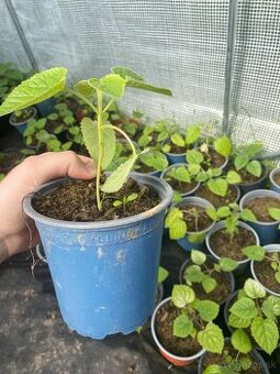 Paulownia Tomentosa rýchlorastúci strom