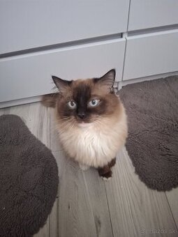 Ragdoll