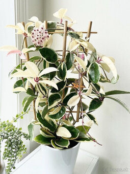 Hoya Carnosa Krimson Queen