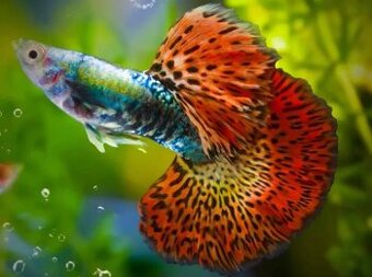 Šrot z červov pre akvarijne rybky