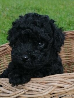Trpasličí pudel - šteniatka