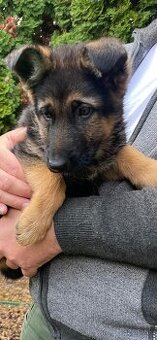 Nemecký ovčiak.s pp