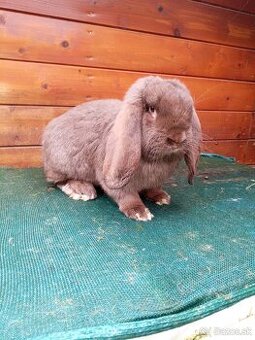 Francúzsky baran Havana - 1