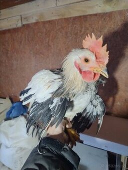 Sussex kohut liahnute marec 2025