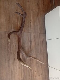 Parozie trofeje zhody