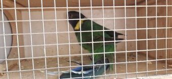 Barnard limcovy celozeleny  stepak na modro