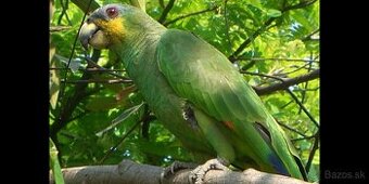 Amazonan venezuelský