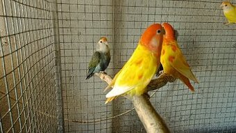 Agapornis ruzovohrdly