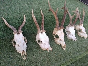 Parohy, zhody, trofeje, srnce