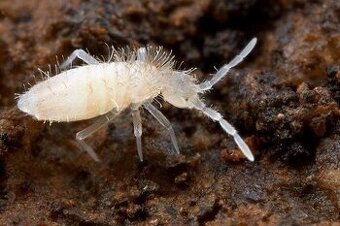 Chvostoskoky (Collembola)