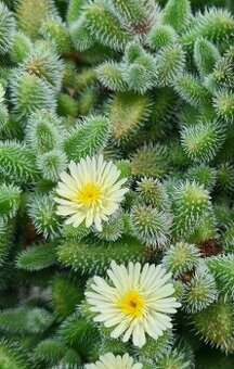 Delosperma echinatum