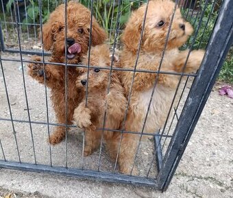 Pixel, pudlok, toy + trpazlici
