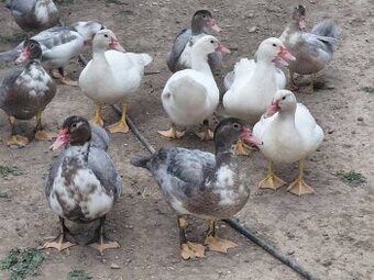 kačica pižmová (čínske kačky),husy, holuby