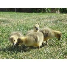 Predám mladé husky..kacata..kuriatka..