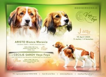 Šteniatka Kooikerhondje – Holandský vábič kačiek