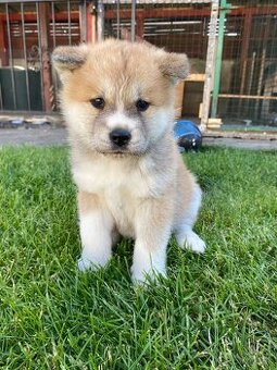 Akita Inu