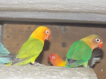 Agapornis