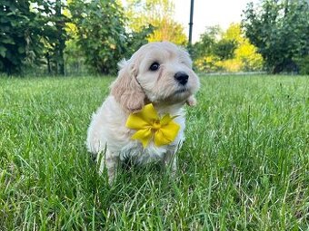 Maltipoo - šteniatko (fenka)
