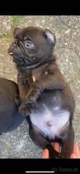 mops