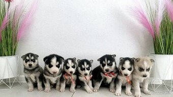 Šteniatka Husky ❤️