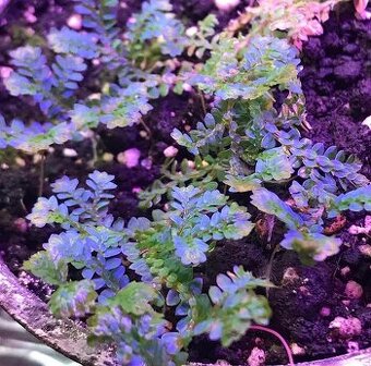 Selaginella uncinata