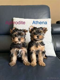 Yorkshire terrier, yorkshirsky terier s PP