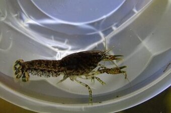 Raky Cambarellus diminutus