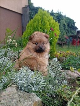 Pomeranian