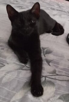 5 mesačné mačiatka