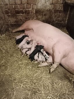 Predám ošípané AKCIA 🐽 - 1