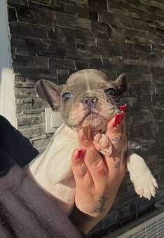 Francúzsky Buldoček