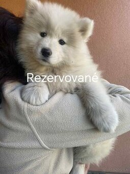 Na predaj šteniatko - fénka samojed