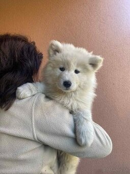 Na predaj šteniatko - fénka samojed