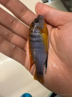 Labidochromis Hongi