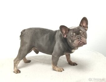 Francúzsky buldoček