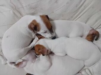 Šteniatka Jack Russell
