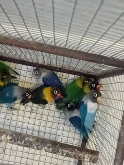 Agapornis škraboškovy