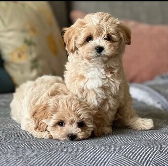 Dve zdravé šteniatka Maltipoo na adopciu.