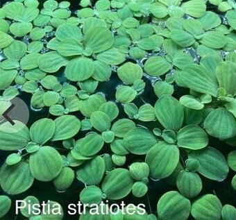 Pistia