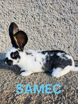 PREDÁM 3,5 mesačne kraliky kríženec NOS a BO