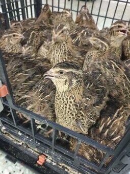 Japonské prepelice faraon