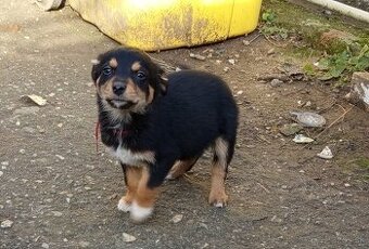 Šteniatka 2 mesačne