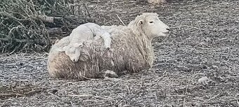 Romney Marsch baran s PP